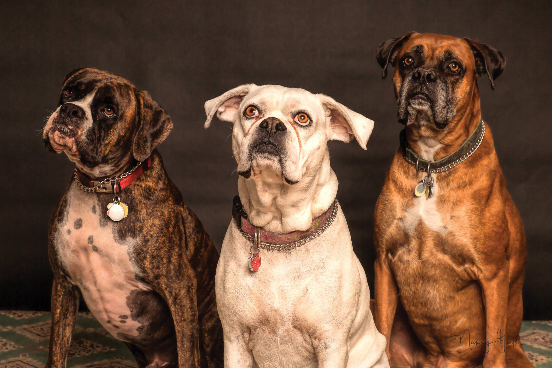 Boxers Three boxers